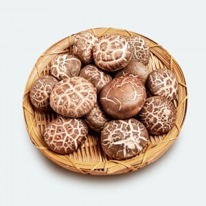 유니버섯스튜디오 생표고 1kg